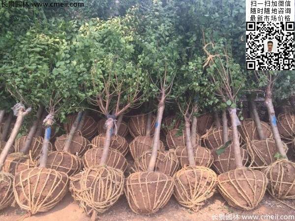 國內數一數二紅梅花產地,你知道幾個