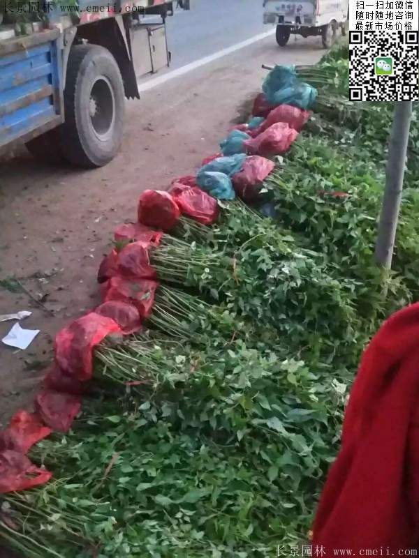 馬蘭棣棠裝車圖