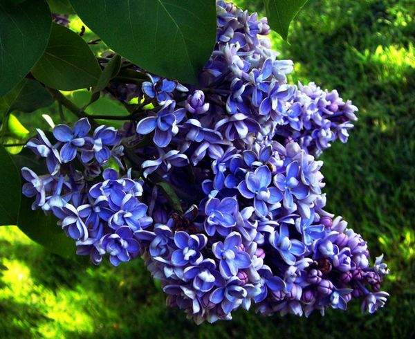 藍色丁香花 藍色丁香花