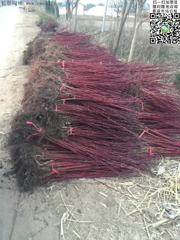 歐洲紅瑞木 歐洲紅瑞木