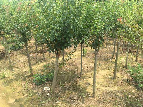 紅梅樹(shù) 紅梅樹(shù)