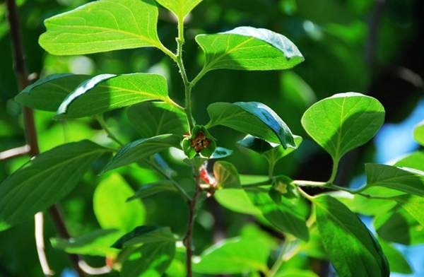 紅梅葉子 紅梅葉子