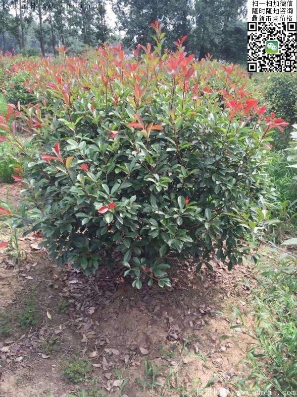 紅葉石楠--長景園林 紅葉石楠--長景園林