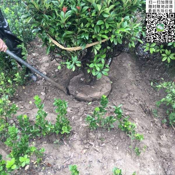 紅葉石楠--長景園林 紅葉石楠--長景園林