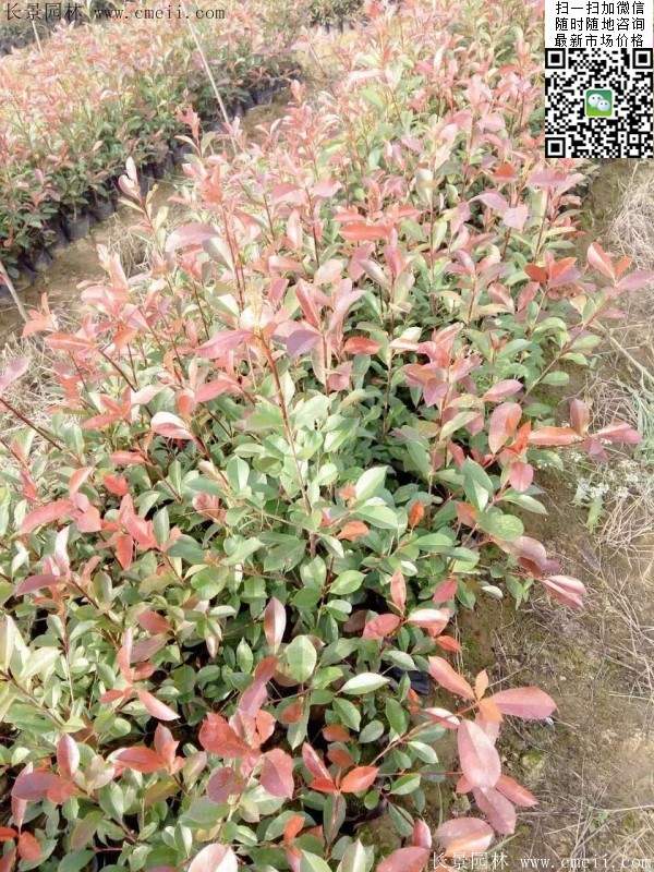 紅葉石楠--長景園林 紅葉石楠--長景園林