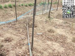 你還在為買櫸樹四處奔波嗎？那你就out了，告訴