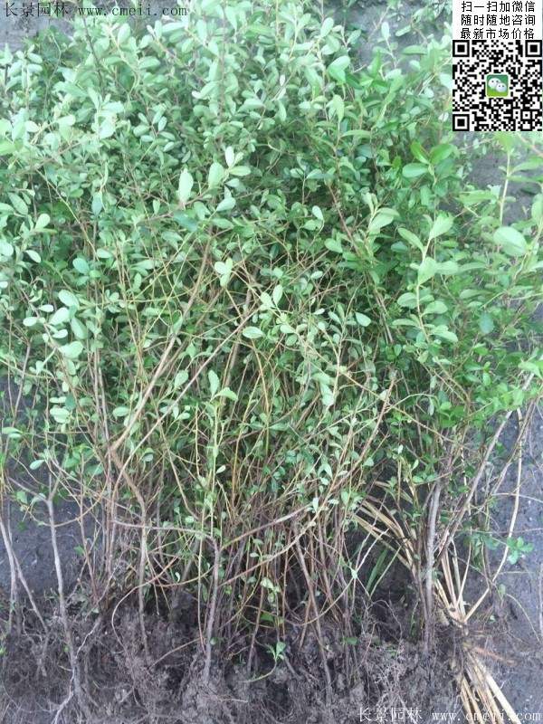 火棘苗--長(zhǎng)景園林 火棘苗--長(zhǎng)景園林