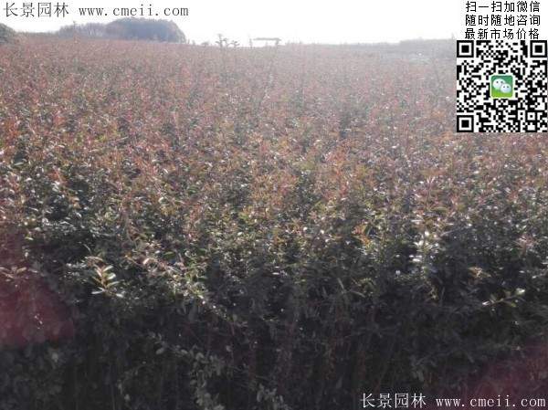 火棘苗--長(zhǎng)景園林 火棘苗--長(zhǎng)景園林