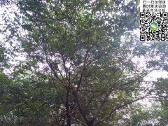 櫸樹不管是在綠化界，還是在建筑界都會令你刮