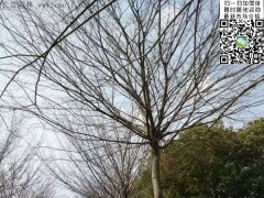 櫸樹的綠衣雖好看，但是變成光桿司令的“它”