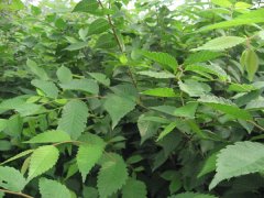 什么都是有身價的，那櫸樹的身價是多少呢？