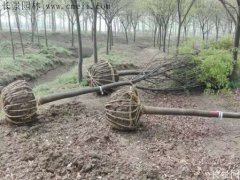 櫸樹還有這一層意思啊！到底是“種櫸”還是“