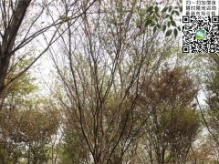 這個秋季讓櫸樹占盡了風采，你還在持觀望的態