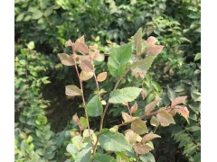 紅櫸與櫸樹有什么不同？