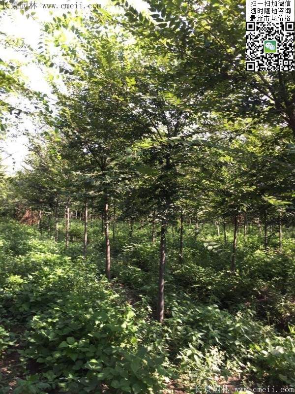 沭陽櫸樹基地照 沭陽櫸樹基地照