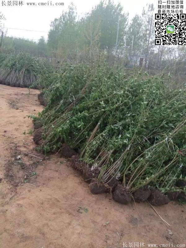 連翹--長(zhǎng)景園林 連翹--長(zhǎng)景園林