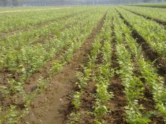 顯赫一時的櫸樹，它的過去、現在、未來是什么