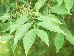 專家提醒：櫸樹和樸樹不是同一種樹嗎？