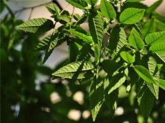 櫸樹為什么又叫作血櫸，這其中有什么奧秘嗎?