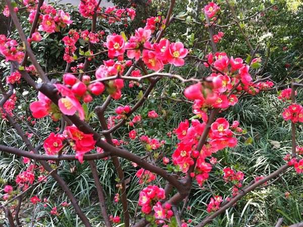 想要貼梗海棠花開(kāi)得好，修剪養(yǎng)護(hù)很重要