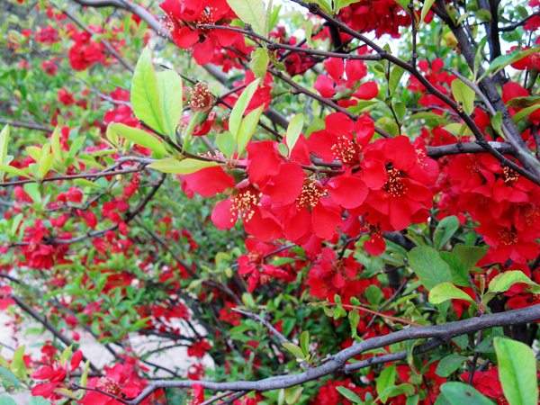 想要貼梗海棠花開(kāi)得好，修剪養(yǎng)護(hù)很重要