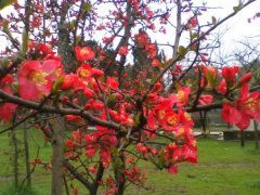 2016年下半年貼梗海棠的價(jià)格走勢(shì)怎么樣，現(xiàn)在價(jià)