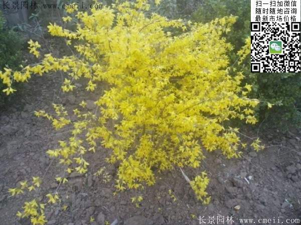 連翹--長景園林 連翹--長景園林