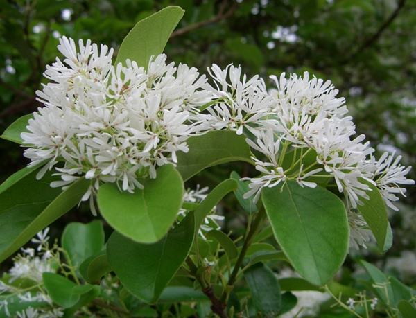 沭陽(yáng)流蘇樹 沭陽(yáng)流蘇樹