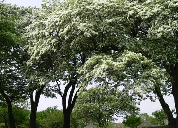沭陽(yáng)流蘇樹 沭陽(yáng)流蘇樹