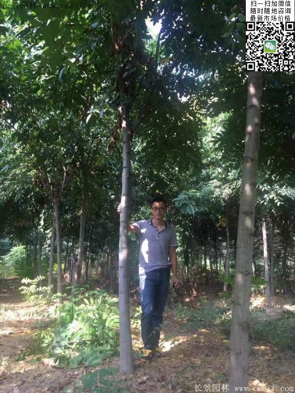 黃山欒樹 黃山欒樹