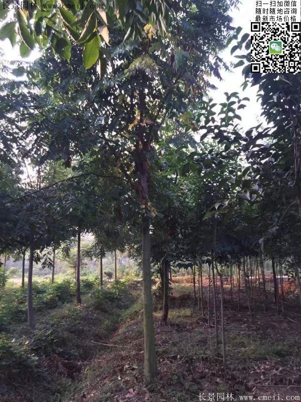 黃山欒樹 黃山欒樹