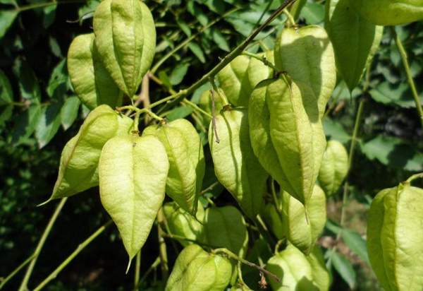 欒樹(shù)種植 欒樹(shù)種植