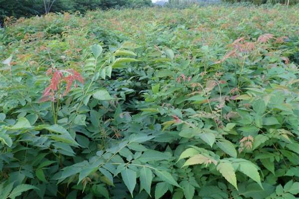 欒樹(shù)種植 欒樹(shù)種植