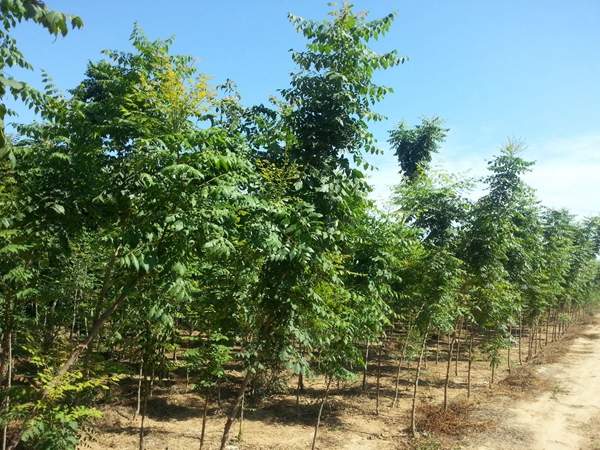 欒樹(shù)種植 欒樹(shù)種植