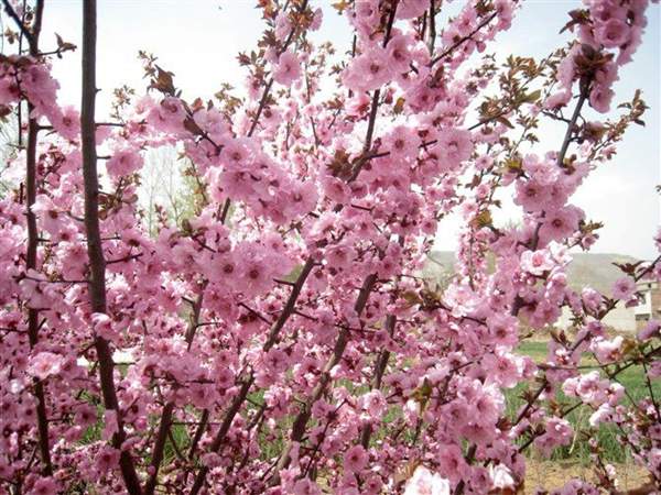 美人梅修剪 美人梅修剪