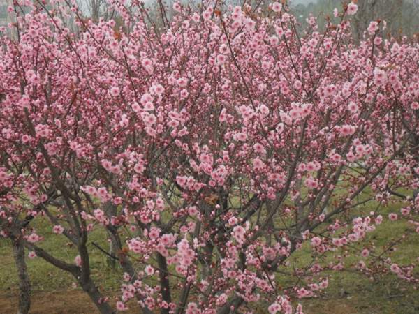 美人梅價值 美人梅價值