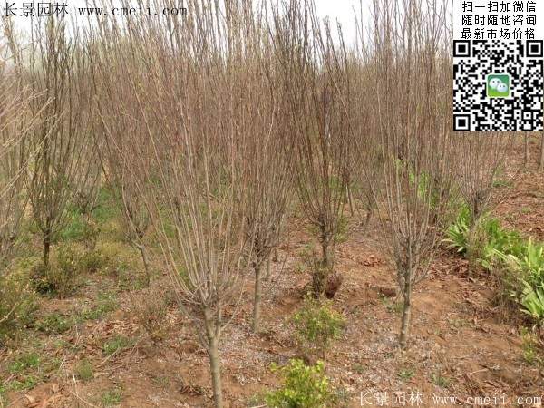 木槿花整形修剪 木槿花整形修剪