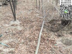 專家告訴你，為什么5公分櫸樹在園林界最暢銷