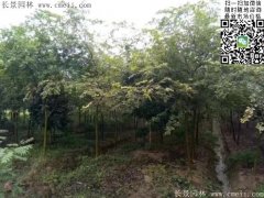 珍貴的紅櫸樹在我這，只珍不貴！