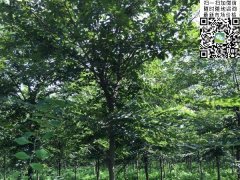 目前國內櫸樹哪里最多，你一定不知