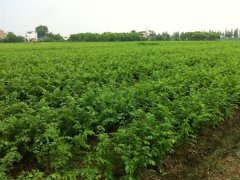 目前國內哪里的櫸樹小苗多？