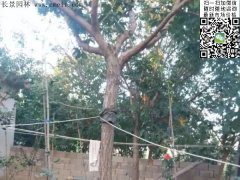 都是傲嬌的流蘇樹(shù)，只賣(mài)呆萌的價(jià)格