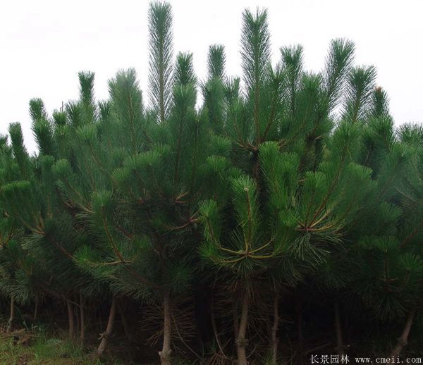 沭陽的黑松樹 沭陽的黑松樹