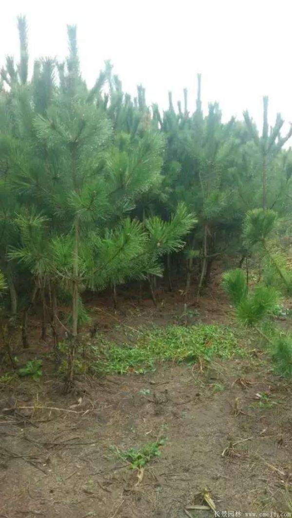 優質黑松樹 優質黑松樹