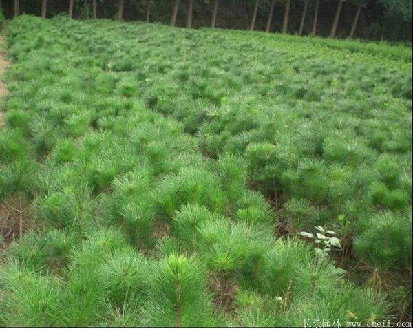 沭陽黑松的價(jià)格 沭陽黑松的價(jià)格