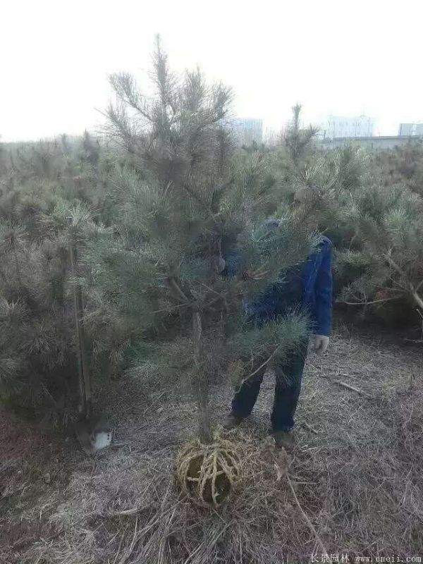 沭陽黑松的價(jià)格 沭陽黑松的價(jià)格