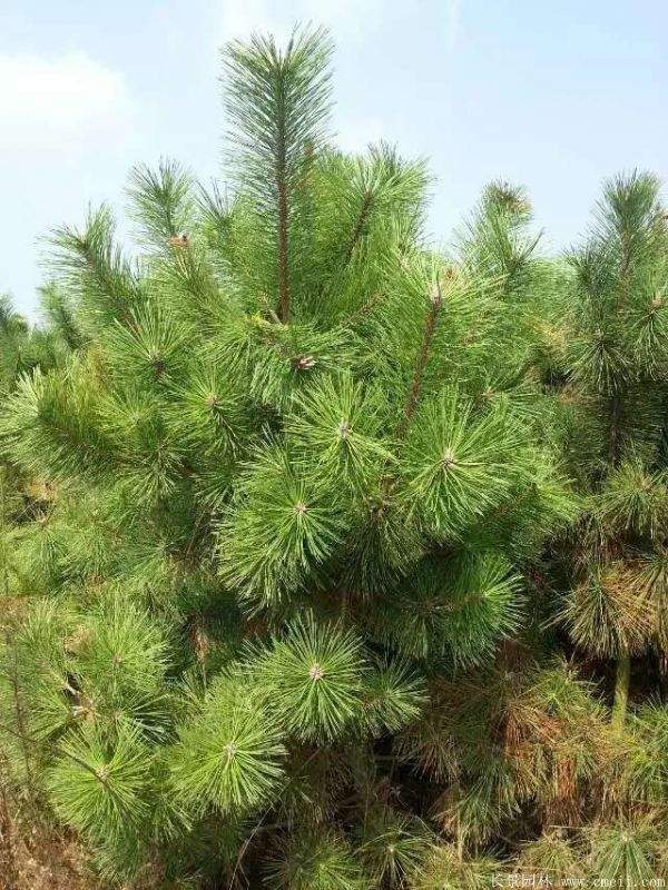 沭陽黑松 沭陽黑松