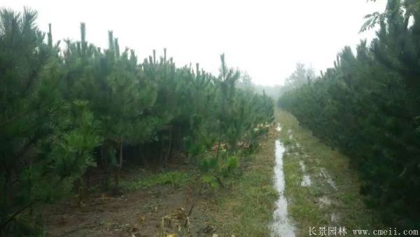 沭陽黑松 沭陽黑松