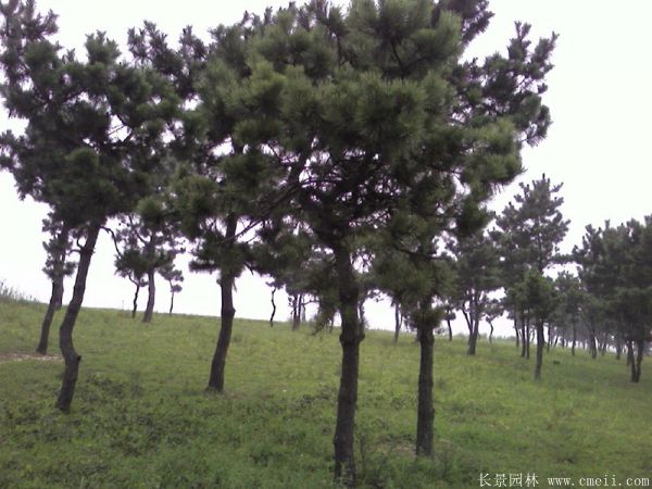 沭陽黑松的價(jià)格 沭陽黑松的價(jià)格