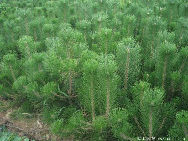 沭陽黑松的價(jià)格 沭陽黑松的價(jià)格